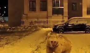 Karadeniz'den dönen göçmen bozayılar, Sarıkamış'ta kış uykusuna erken yatmaya başladı