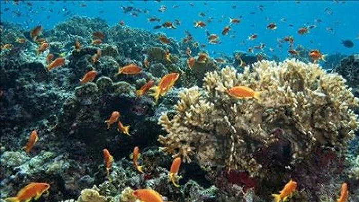 Karayipler'de sert mercan örtüsü 1980-2024 döneminde yüzde 48 azaldı