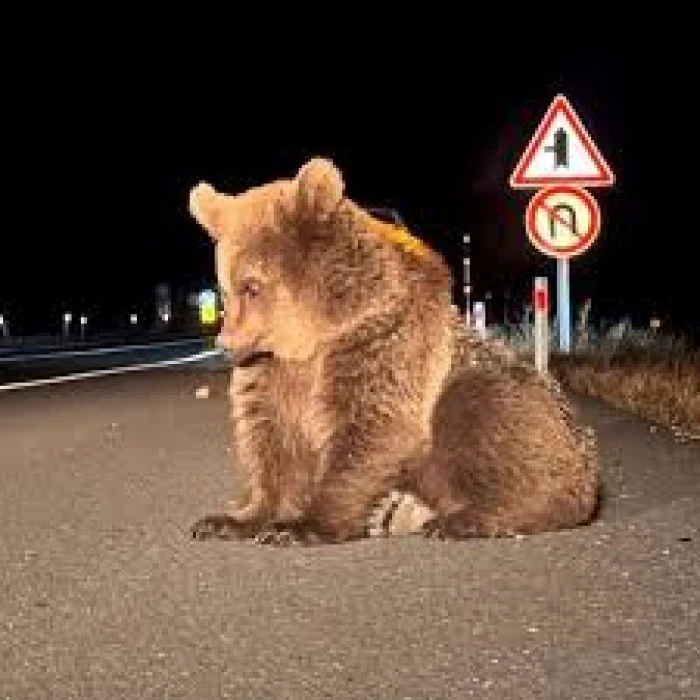 Kars'ta bitkin bulunan yaralı bozayının tedavisi sürüyor