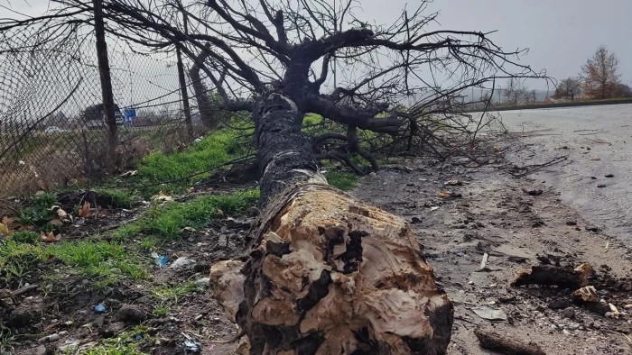 Kastamonu'da &uuml;zerine ağa&ccedil; devrilen kişi &ouml;ld&uuml;