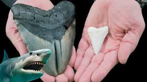 Nesli tükenmiş devasa somon balığının diş yapısının yaban domuzunun dişine benzediği tespit edildi