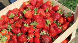 Ordu'da 466 dekarda 1218 ton çilek üretildi