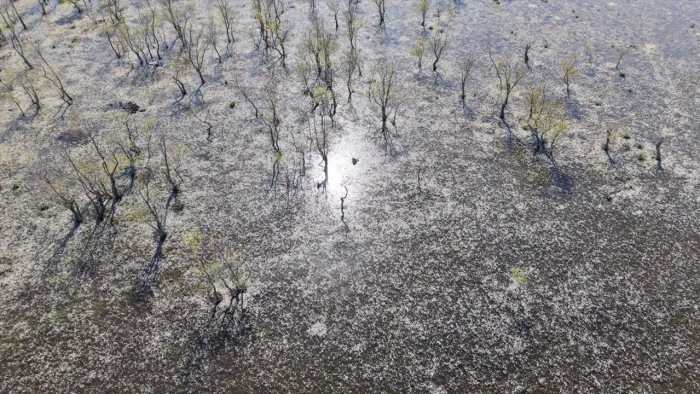 Samsun'da su papatyaları baharın g&uuml;zelliklerini yansıtıyor