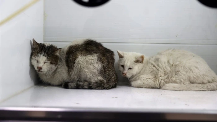 Sivas'ta iki katlı evde &ccedil;ıkan yangın itfaiye ekiplerince s&ouml;nd&uuml;r&uuml;ld&uuml;