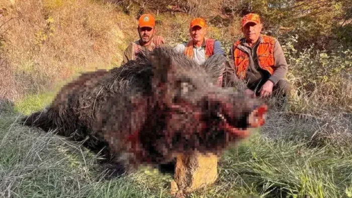 Tekirdağ'da yaban domuzu gözlem kamerasına zarar verdi