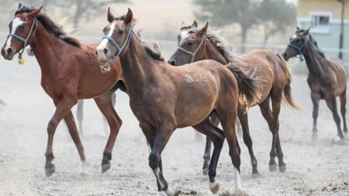 TİGEM 61 safkan Arap koşu tayı satacak