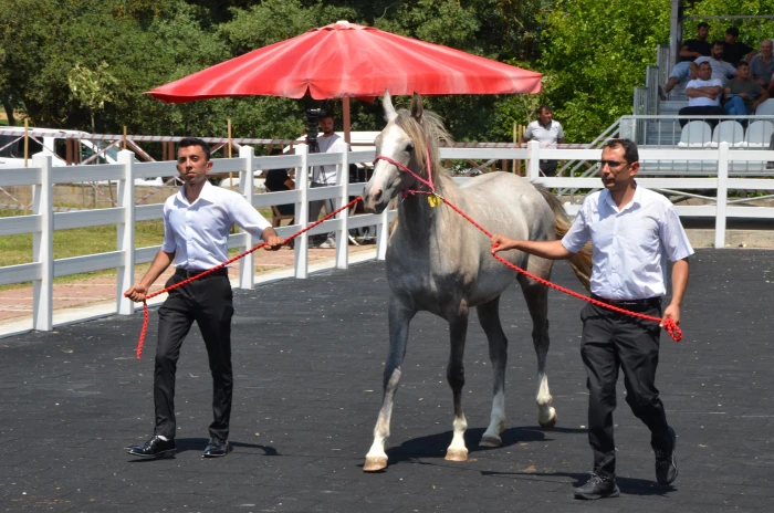 TİGEM 70 safkan Arap koşu tayı satacak