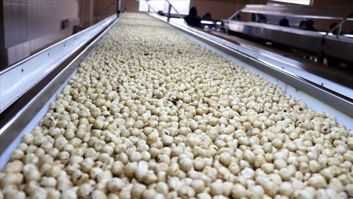 Trabzon'un 11 aylık fındık ihracatı 523 milyon doları aştı