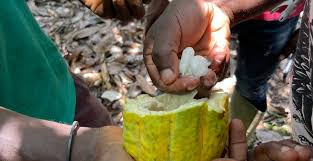 Uganda'da kakao üreticisi çiftçiler hırsızlara karşı bekçi tuttu