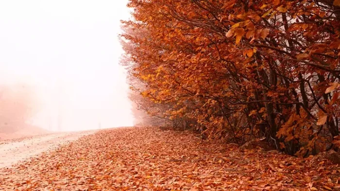 Uludağ'da sonbahar renkleri hakim oldu