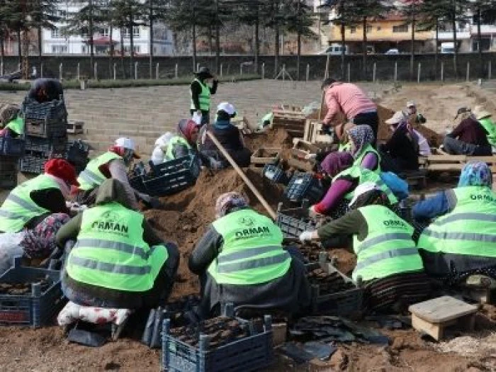 Yozgat'ta fidanlar kadınların elinde yeşeriyor