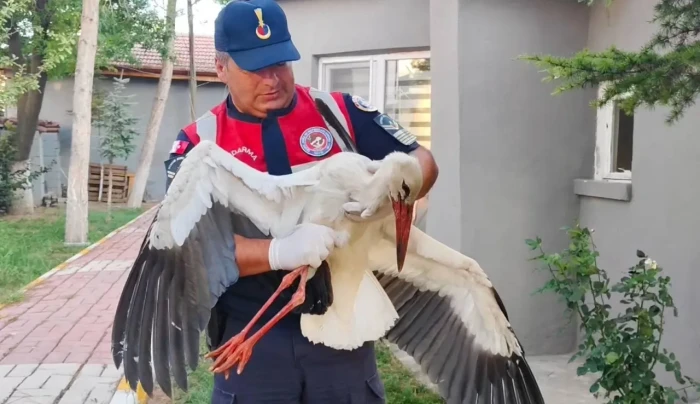 Yozgat'ta yaralı bulunan leylek tedaviye alındı